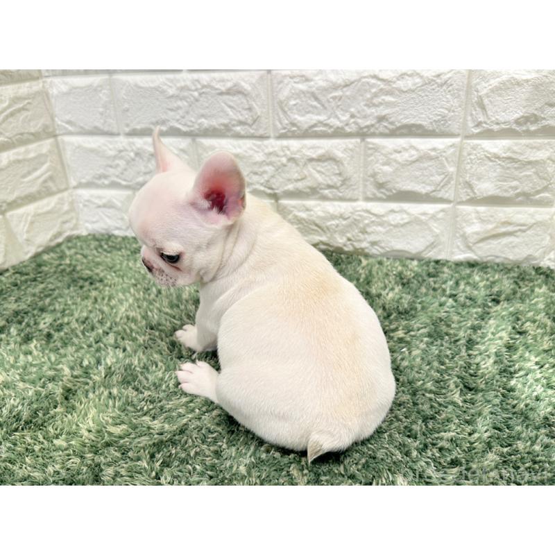 販売中の愛知県のフレンチブルドッグ-434350の2枚目