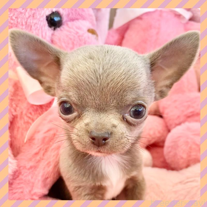 販売中の群馬県のチワワ(スムースコート)-433230