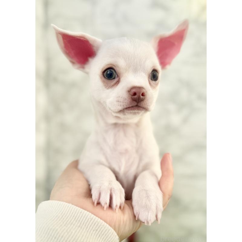 販売中の埼玉県のチワワ(スムースコート)-428360の9枚目