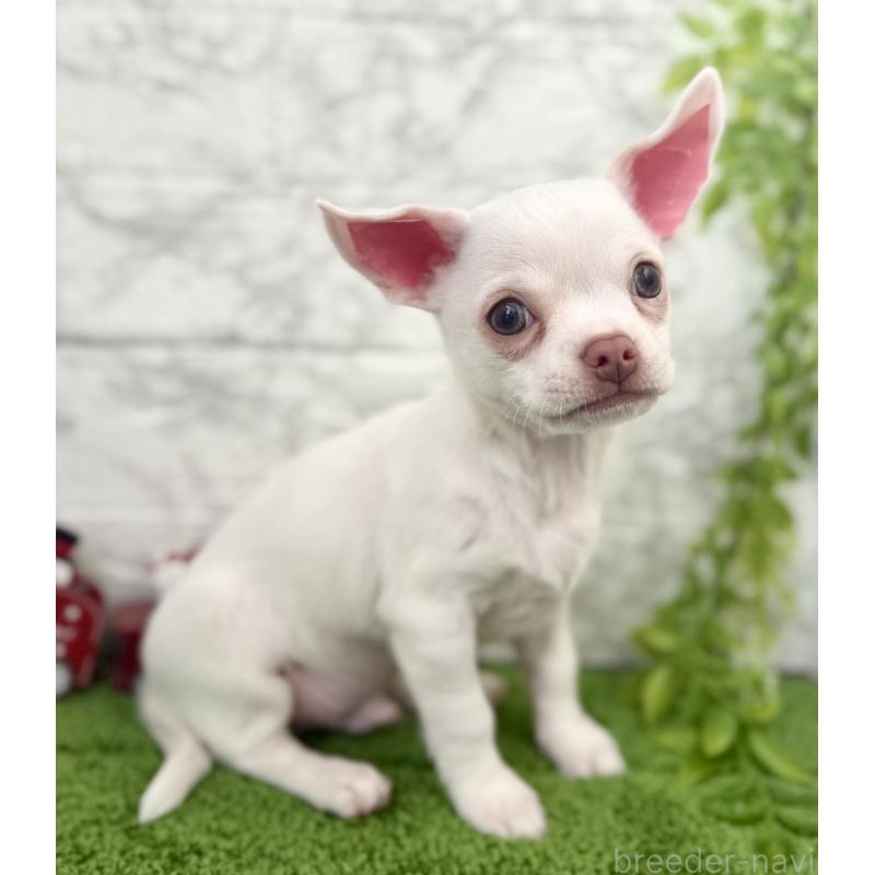 販売中の埼玉県のチワワ(スムースコート)-428360の8枚目