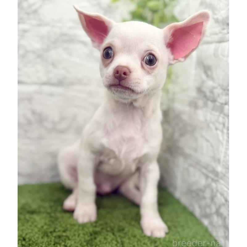 販売中の埼玉県のチワワ(スムースコート)-428360の7枚目