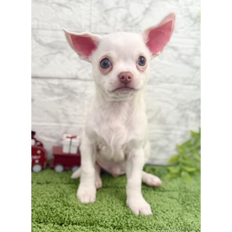 販売中の埼玉県のチワワ(スムースコート)-428360の6枚目