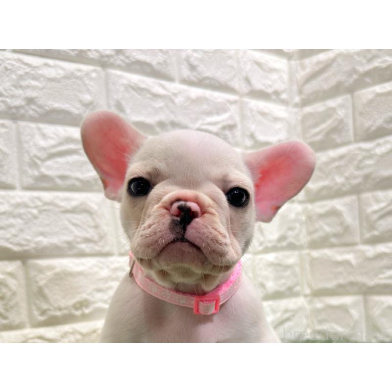 販売中の愛知県のフレンチブルドッグ-434351