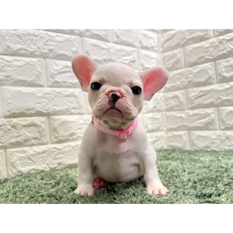 販売中の愛知県のフレンチブルドッグ-434351の5枚目