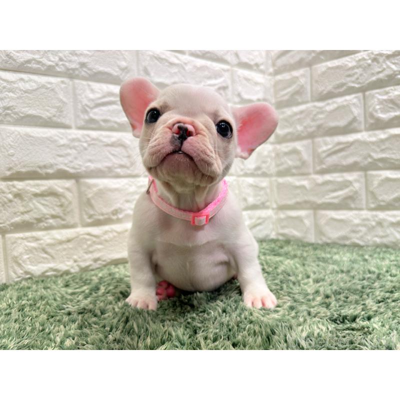 販売中の愛知県のフレンチブルドッグ-434351の4枚目