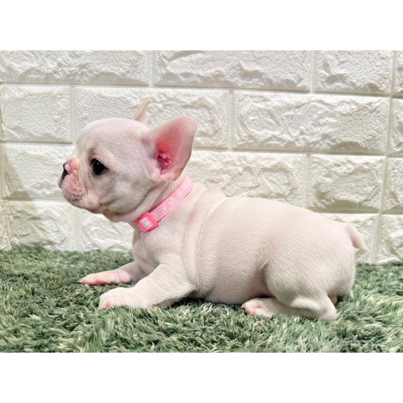 販売中の愛知県のフレンチブルドッグ-434351の3枚目