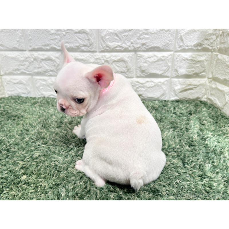 販売中の愛知県のフレンチブルドッグ-434351の2枚目