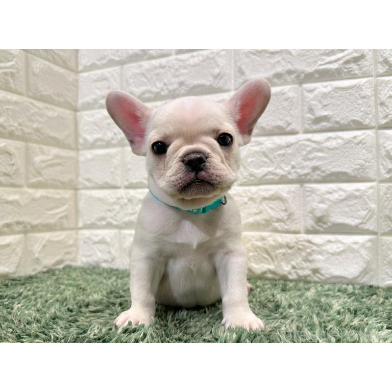 販売中の愛知県のフレンチブルドッグ-434352の4枚目