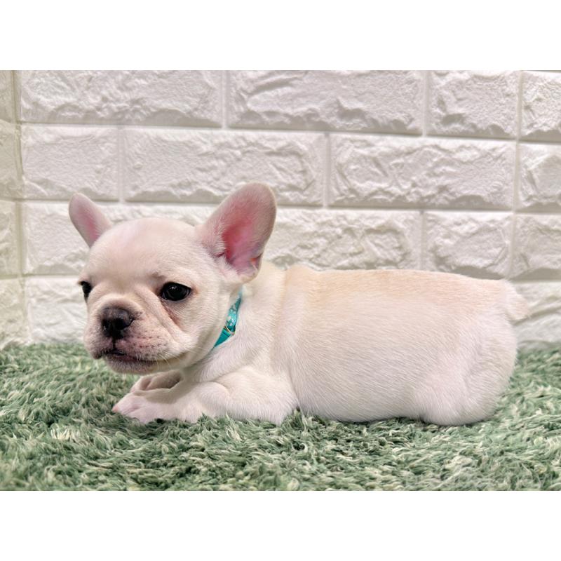 販売中の愛知県のフレンチブルドッグ-434352の3枚目