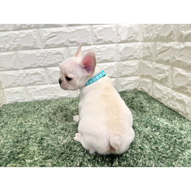 販売中の愛知県のフレンチブルドッグ-434352の2枚目