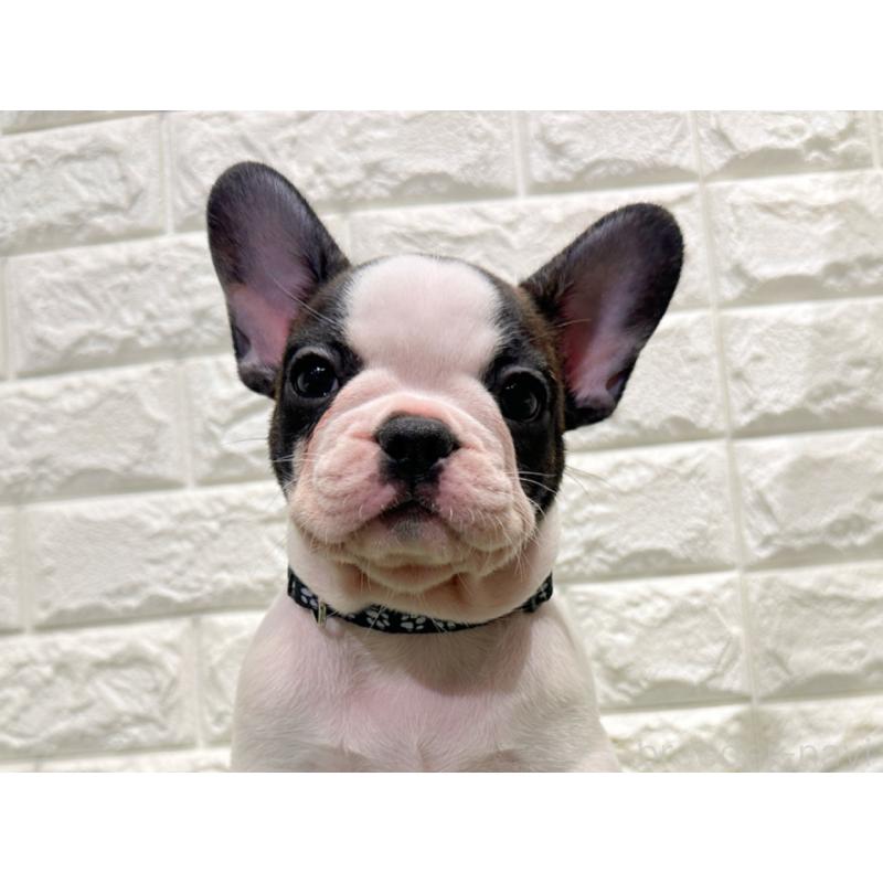 販売中の愛知県のフレンチブルドッグ-434353