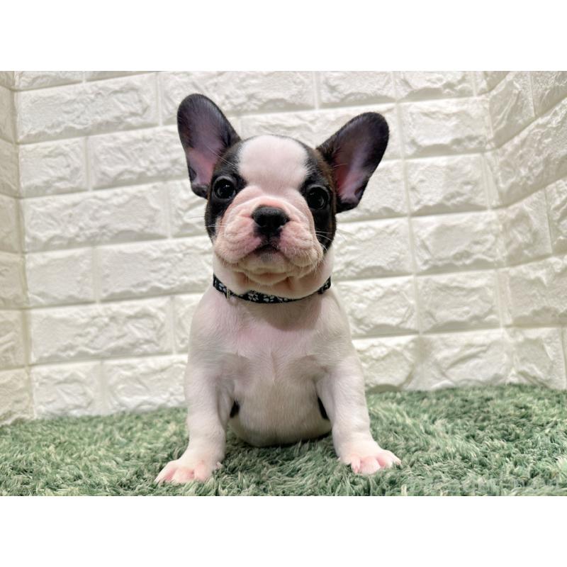 販売中の愛知県のフレンチブルドッグ-434353の4枚目