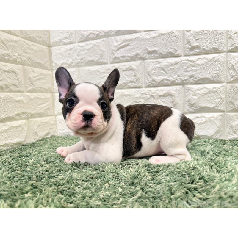 販売中の愛知県のフレンチブルドッグ-434353の3枚目