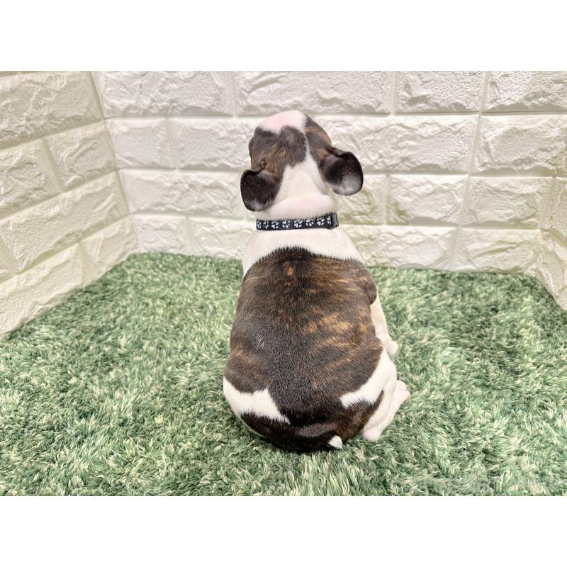 販売中の愛知県のフレンチブルドッグ-434353の2枚目