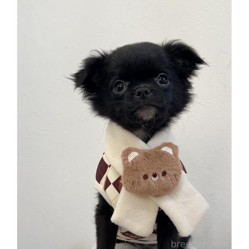 販売中の広島県のチワワ(ロングコート)-425930