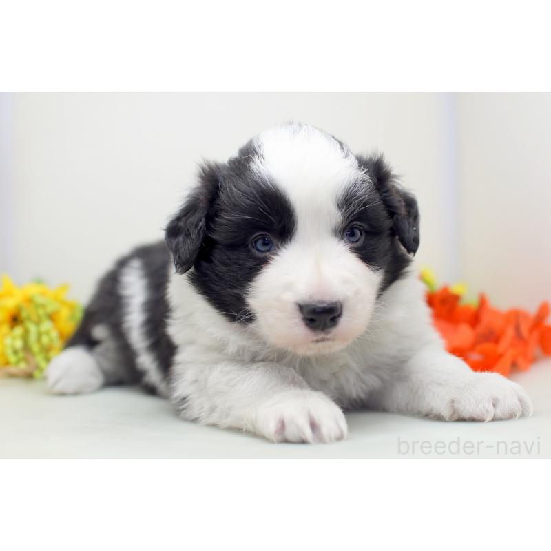 販売中の埼玉県のボーダーコリー-434354の8枚目