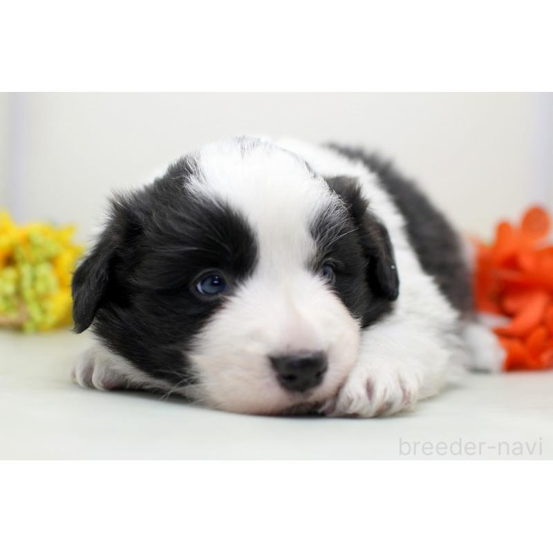 販売中の埼玉県のボーダーコリー-434354の6枚目