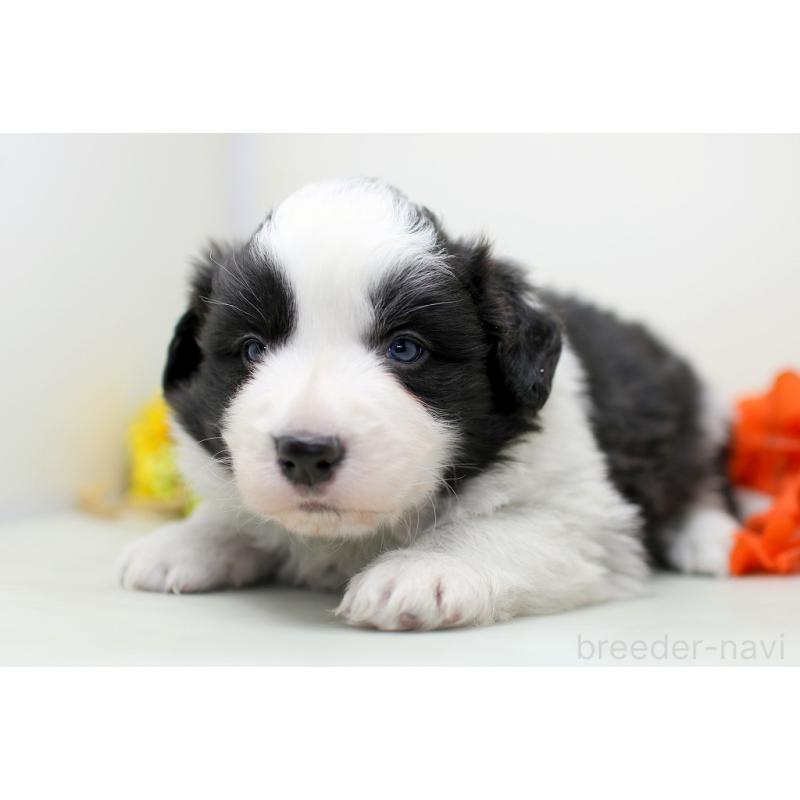 販売中の埼玉県のボーダーコリー-434354の5枚目