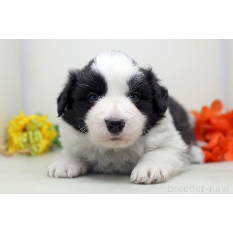 販売中の埼玉県のボーダーコリー-434354の4枚目