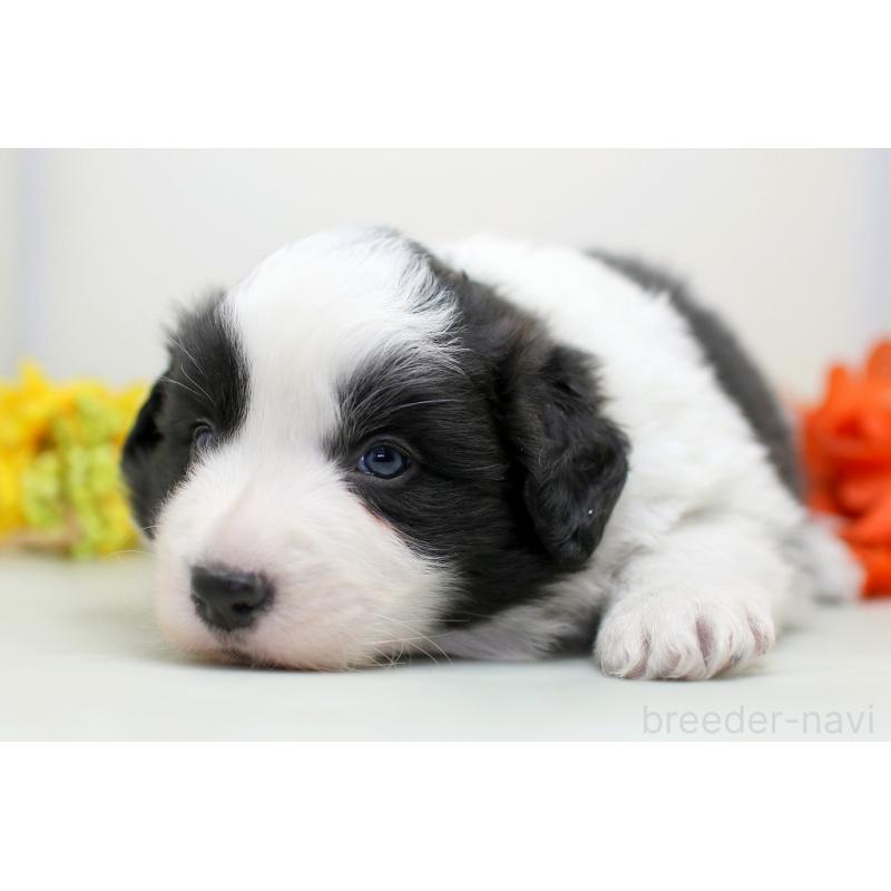 販売中の埼玉県のボーダーコリー-434354の3枚目