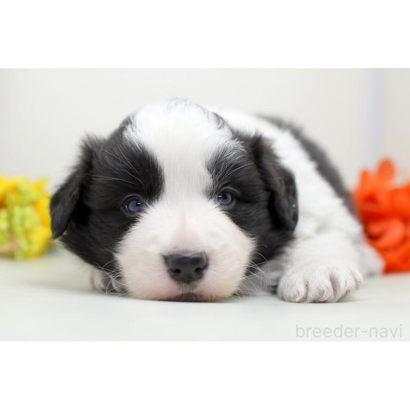 販売中の埼玉県のボーダーコリー-434354の2枚目