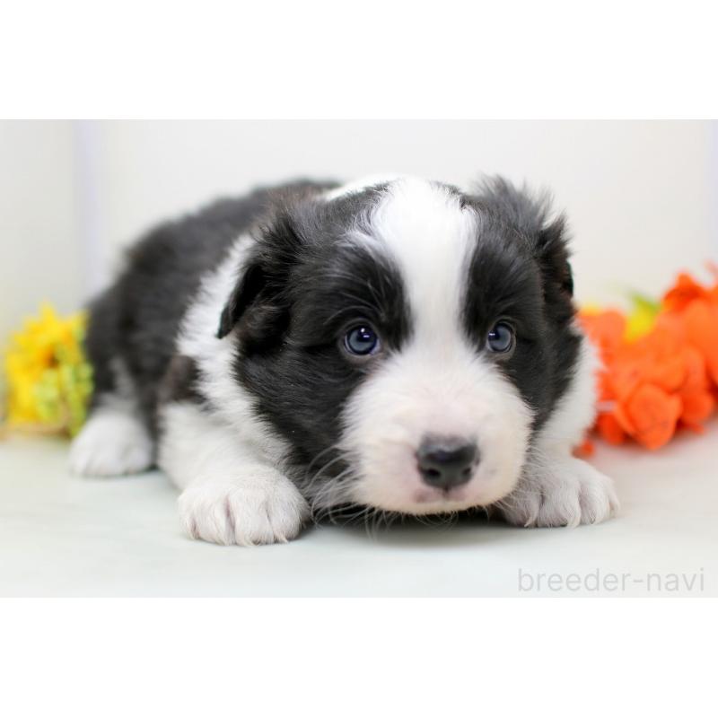 販売中の埼玉県のボーダーコリー-434355の8枚目