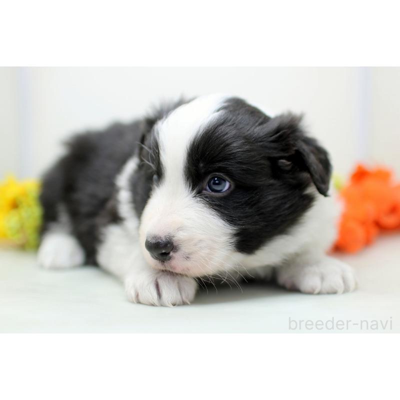 販売中の埼玉県のボーダーコリー-434355の7枚目