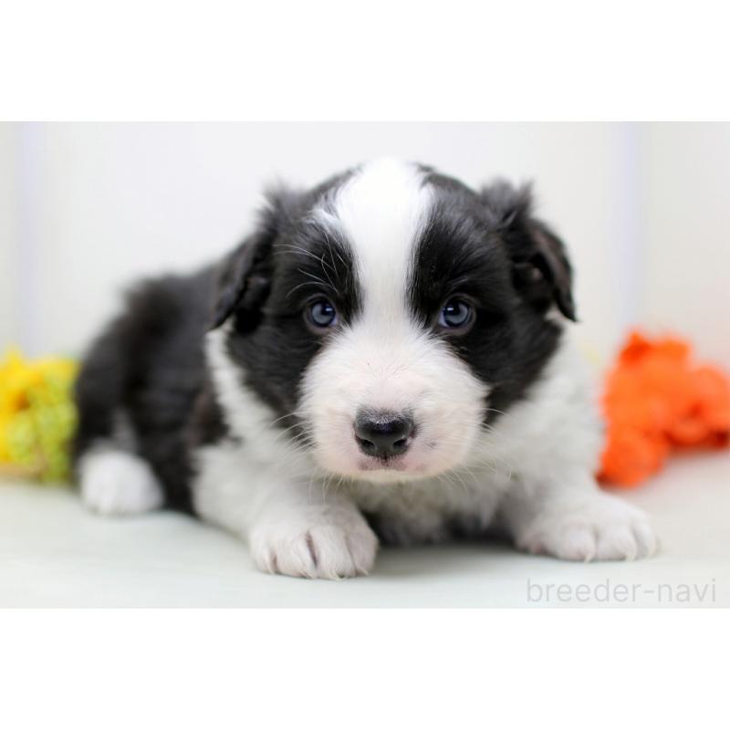 販売中の埼玉県のボーダーコリー-434355の6枚目