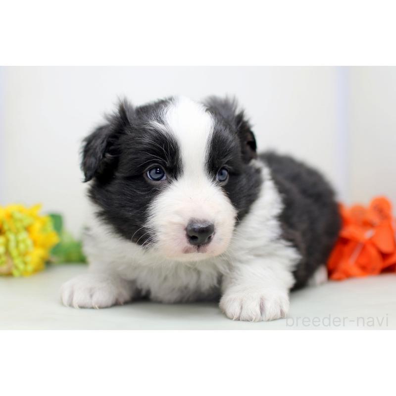 販売中の埼玉県のボーダーコリー-434355の5枚目