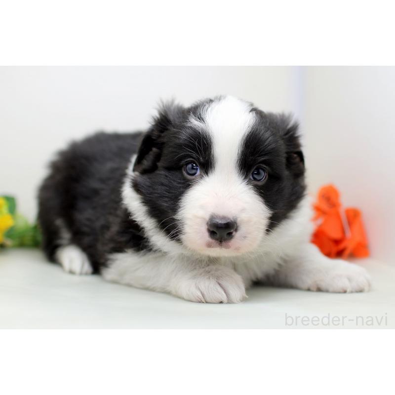 販売中の埼玉県のボーダーコリー-434355の3枚目