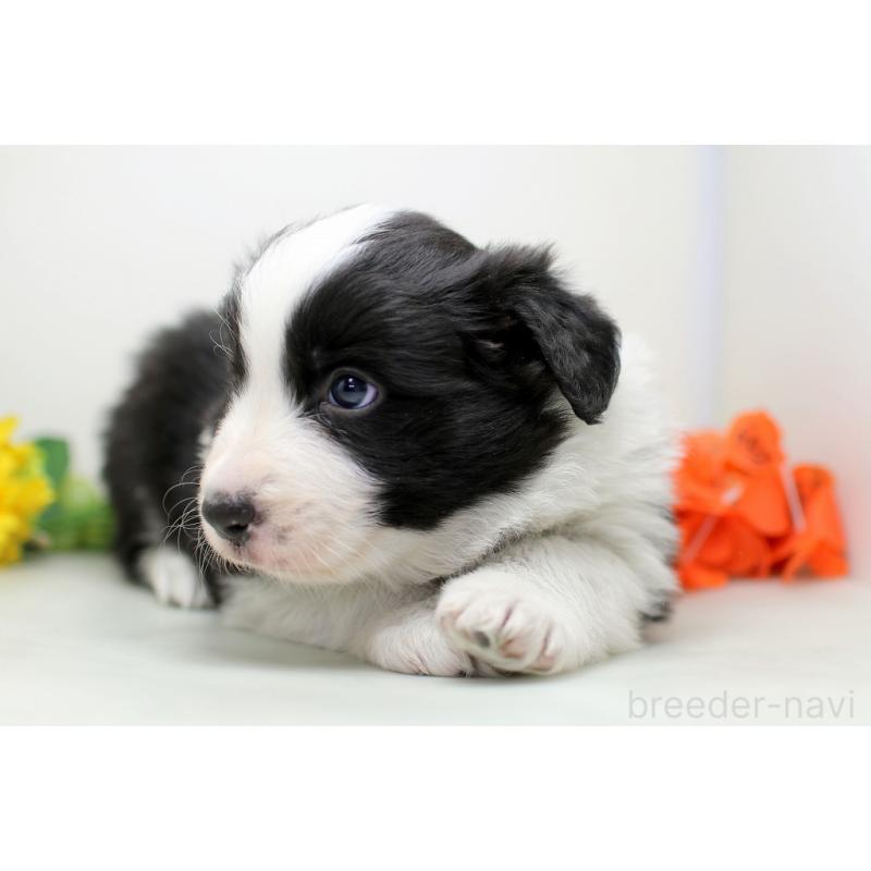 販売中の埼玉県のボーダーコリー-434355の2枚目