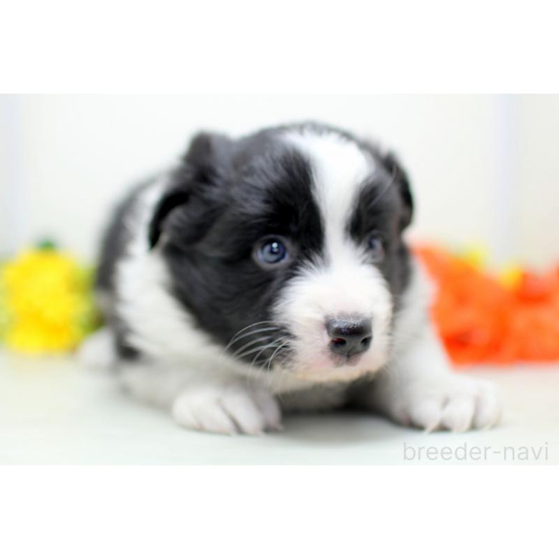 販売中の埼玉県のボーダーコリー-434356の8枚目