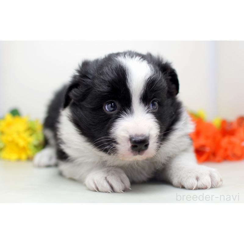 販売中の埼玉県のボーダーコリー-434356の7枚目