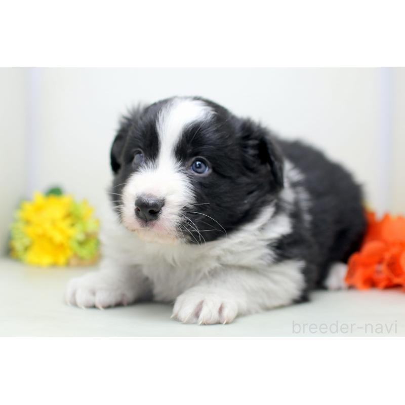 販売中の埼玉県のボーダーコリー-434356の6枚目