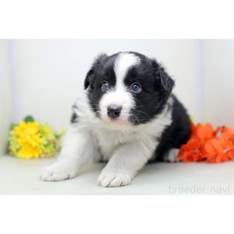 販売中の埼玉県のボーダーコリー-434356の5枚目