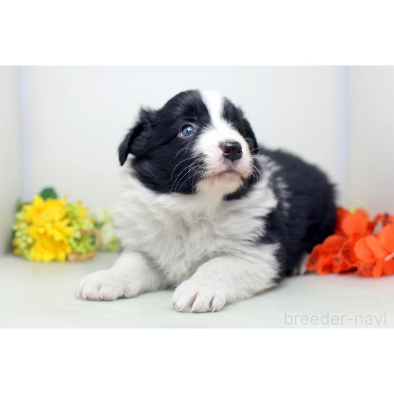 販売中の埼玉県のボーダーコリー-434356の4枚目