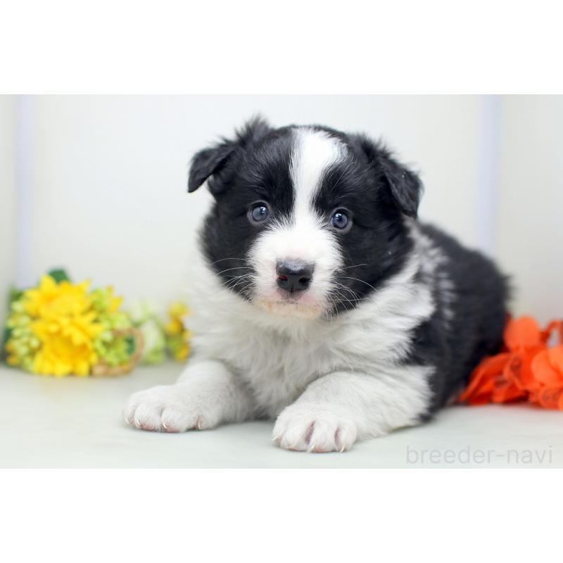 販売中の埼玉県のボーダーコリー-434356の3枚目