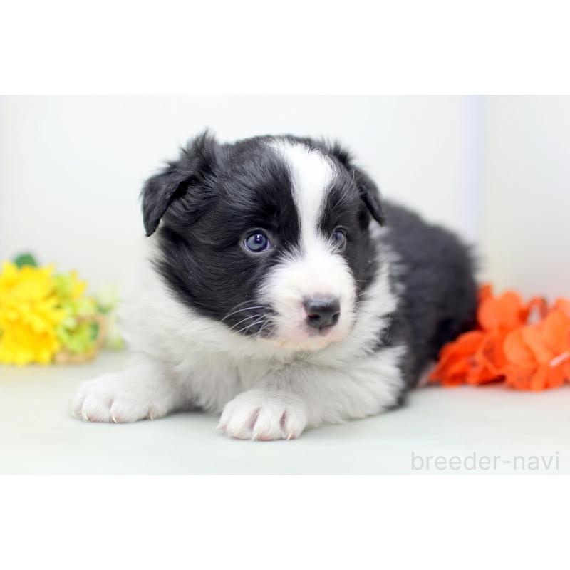 販売中の埼玉県のボーダーコリー-434356の2枚目