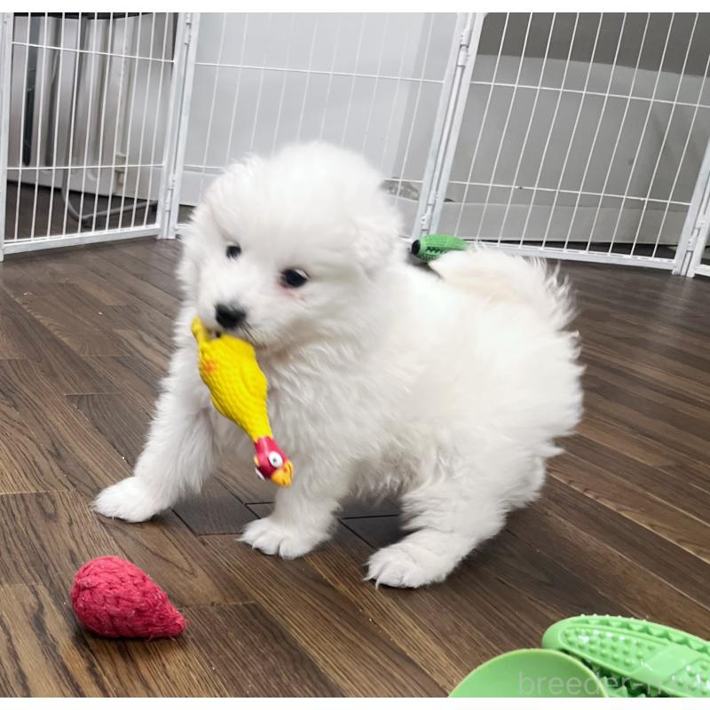 成約済の東京都のサモエド-433848の6枚目