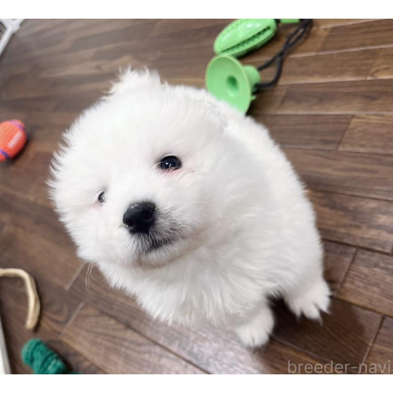 成約済の東京都のサモエド-433848の5枚目