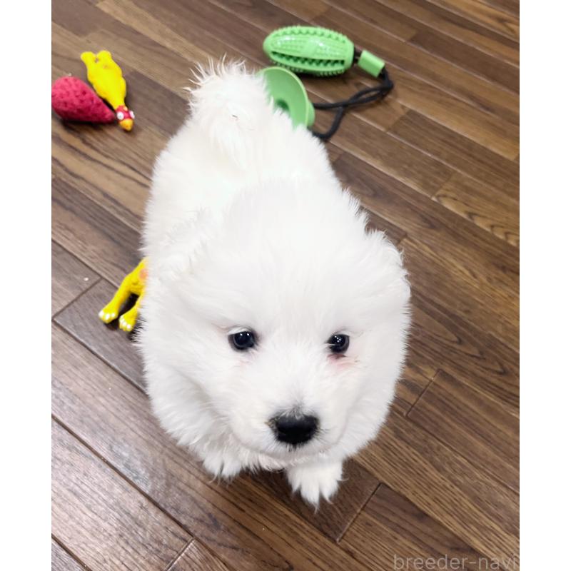 成約済の東京都のサモエド-433848の4枚目