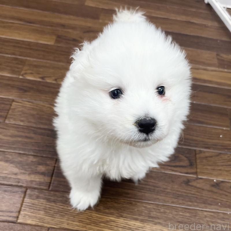 成約済の東京都のサモエド-433848の3枚目