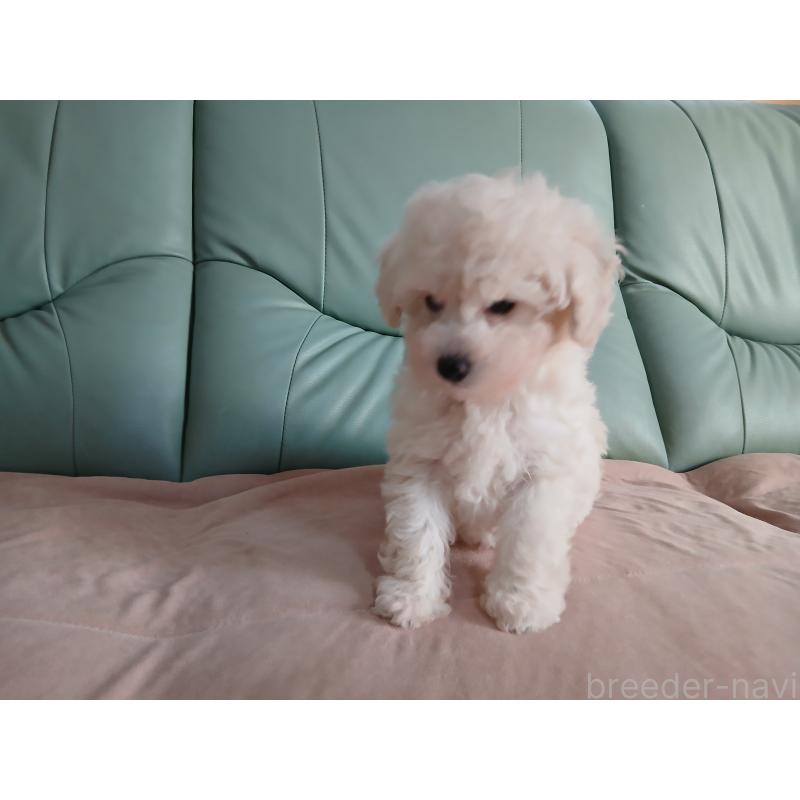 販売中の愛媛県のタイニープードル-434357の4枚目