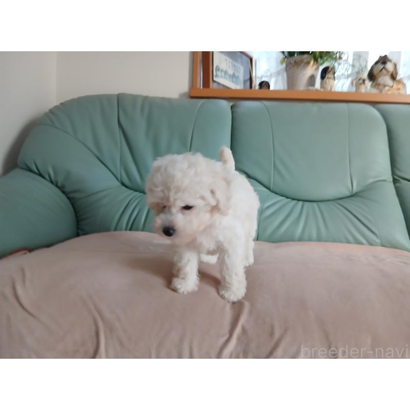 販売中の愛媛県のタイニープードル-434357の3枚目