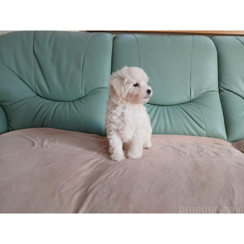 販売中の愛媛県のタイニープードル-434357の2枚目