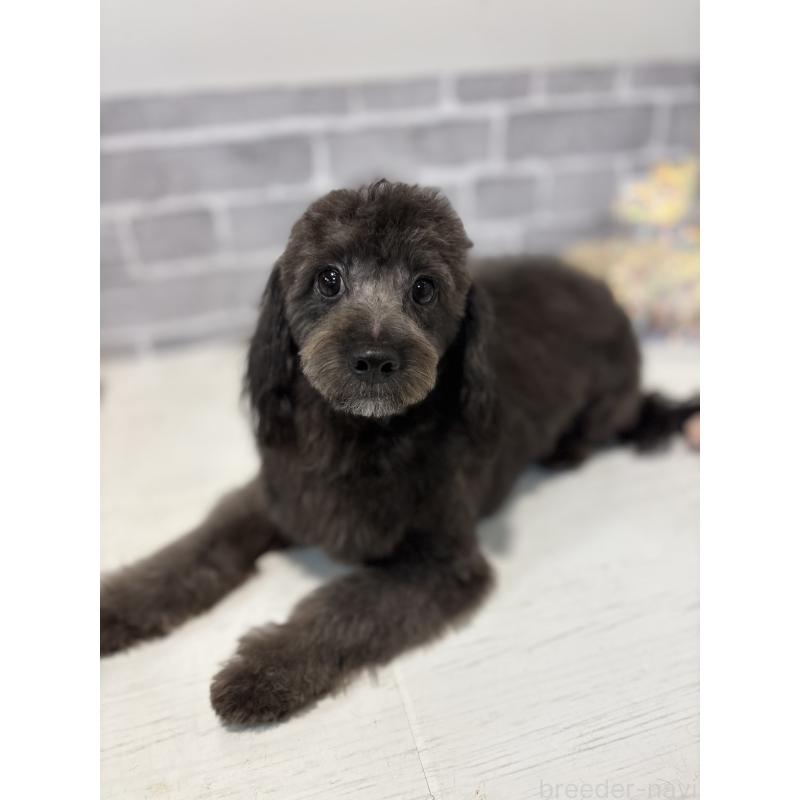 成約済の東京都のチワプー:チワワ×トイプードル-381397の3枚目