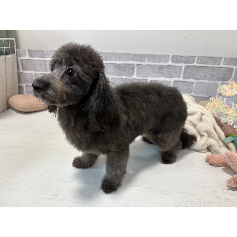 成約済の東京都のチワプー:チワワ×トイプードル-381397の2枚目