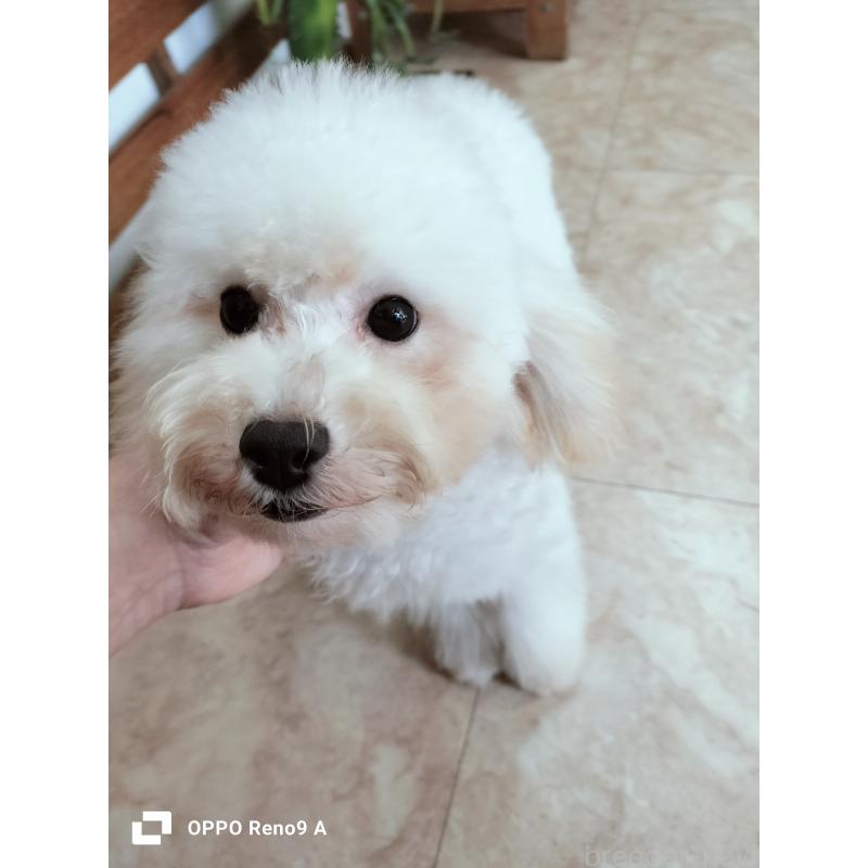 販売中の沖縄県のミックス犬-411230の3枚目