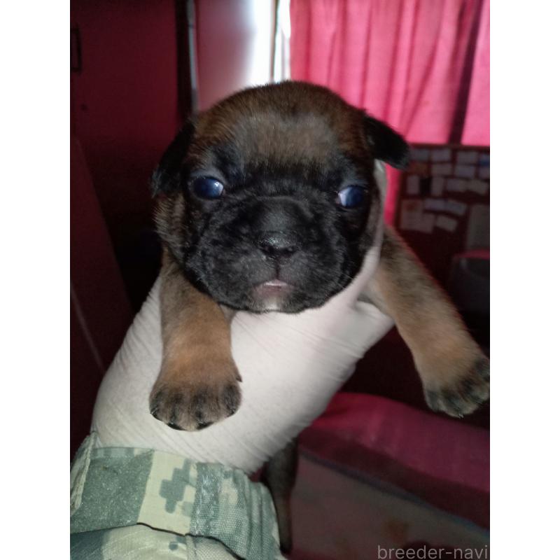 販売中の福岡県のフレンチブルドッグ-432185の5枚目