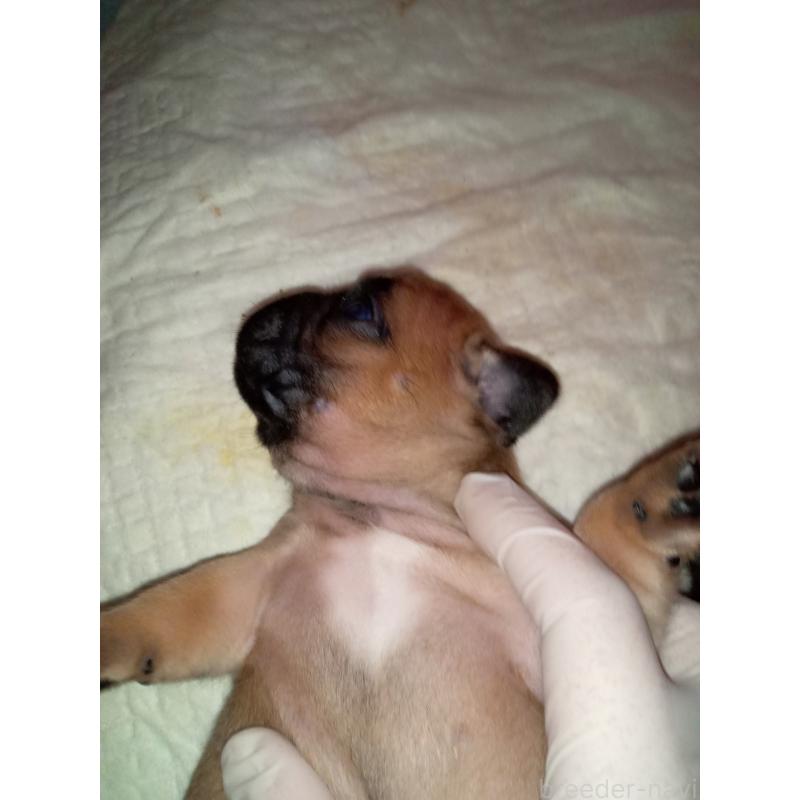 販売中の福岡県のフレンチブルドッグ-429906の5枚目